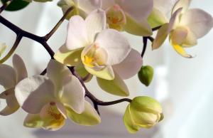V prípade, že listy majú žlté orchidey, čo má robiť?