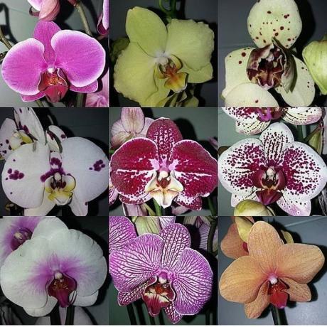 rozmanitosť Phalaenopsis