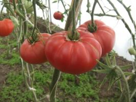 Slávny Minusinsk paradajka. Odrody, ktoré sú testované čas