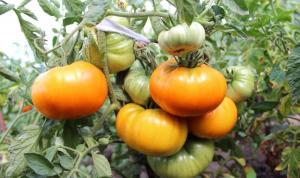 5 odrody paradajok na "lenivý" (Part 2)