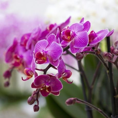 kvitnúce phalaenopsis