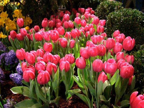Tulipány starostlivosť a starostlivosť potrebuje nie menej než ostatné rastliny v záhrade
