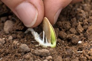 Na koho strane je správny zasadiť semená tekvice, tekvica akútne, tupé, alebo na okraji.