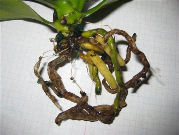 Hnilé korene Phalaenopsis