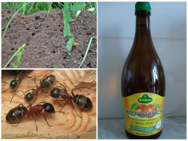 Ako sa zbaviť mravcov na jar: výsledok po 30 minútach