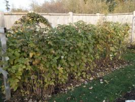 Ako pripraviť maliny v záhrade na zimu? ✔ Orezanie, starostlivosť a prístrešie