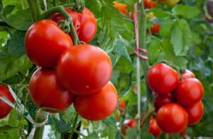 Štyri chyby pri pestovaní rajčín, ktoré vedú k malým výnosom