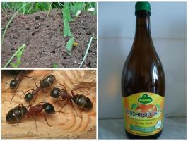 Tri z najúčinnejších spôsobov, ako bojovať proti mravca