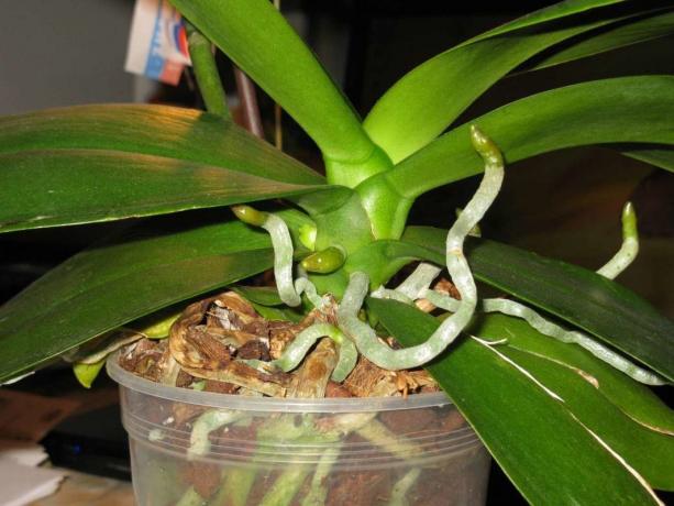 Vzdušné korene rastú orchidey Phalaenopsis doživotnú