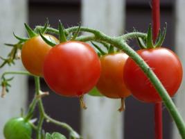 Prečo skúsení pestovatelia kŕmené paradajky jódu?