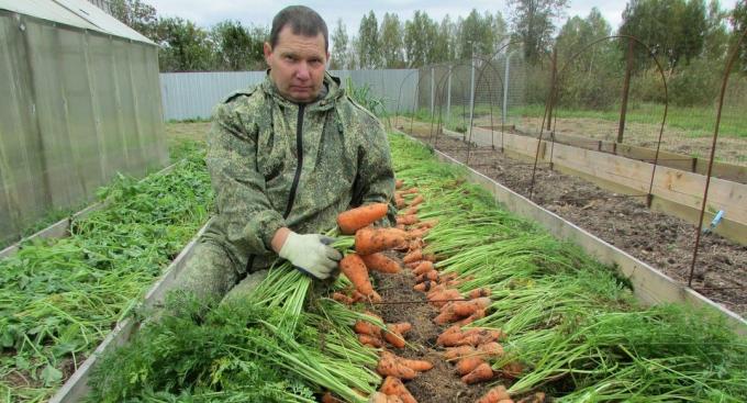 Vynikajúca úroda mrkvy (s fotografiou 