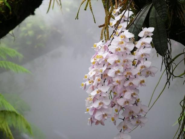 Phalaenopsis orchidea v prírode. Fotografie pre článok, vzal som na internete