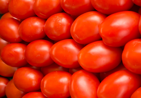 Ako pestovať paradajky. Vždy priateľský výhonky