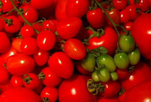 5 odrôd odtieň-tolerantnej paradajok