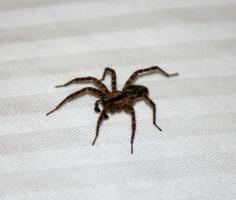 2 dobré dôvody, prečo zabiť pavúkmi v dome