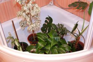 Ako umyť izbových rastlín listov prachu, k lesknúce?