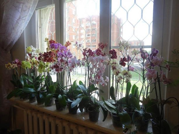 Chorus kvitnúce Phalaenopsis