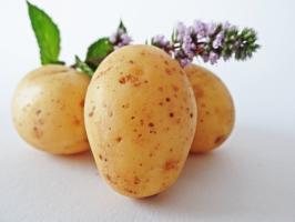 7 Super skoré a lahodné odrody zemiakov