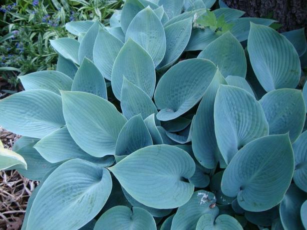 Variety hostitelia s blue-modro-šedé listy Halcyon (foto: https://garden.org/)