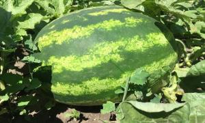 Ako som rastú vodné melóny obrovskej veľkosti v krajine.