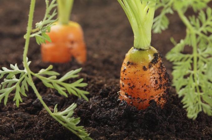 Nesprávne zavlažovanie mrkva vedie k jeho zakrivenie | Záhradkárstvo a záhradníctvo