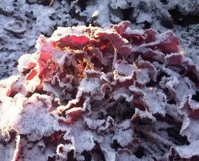 Heuchera listy, sušené snehu