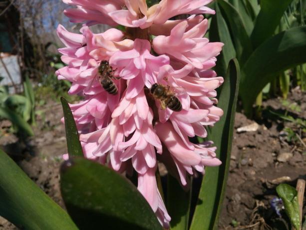 Hyacint v mojej záhrade