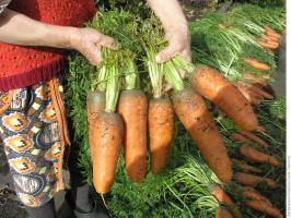 ⚡ augusta - čas kŕmnych mrkvu na dobrú úrodu. 3 najlepší recept