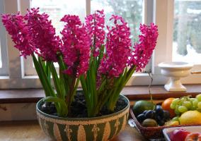 Neodnorazovy: šťastní majitelia hyacint. 3 teší kvety a ako udržať po odkvitnutí