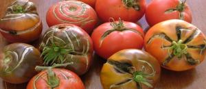 Prečo tam sú praskliny na paradajkách. Dôvody, ktoré nepoznajú všetky záhradkárov.