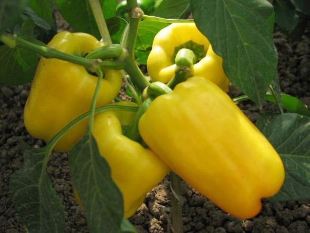 Chutný žltá paprika. Fotografie z domosedkam.ru