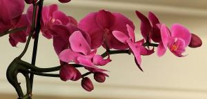 Ako variť cesnak zmes pre orchidey