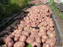 Ako každý rok zhromaždiť 800 kg. zemiaky so stovkami