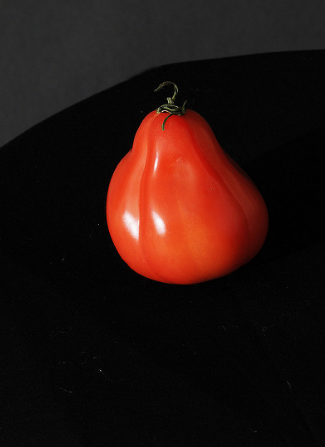Rozmanitosť paradajka "Puzata chate"