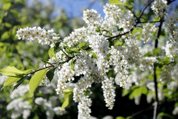 Máme v tohtoročných kvetov hojne celý biely: jablone, čerešne, čerešňa. Foto: ok.ru