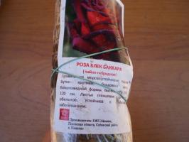 Ponúka výsadbou hybridných čajových ruží na jar