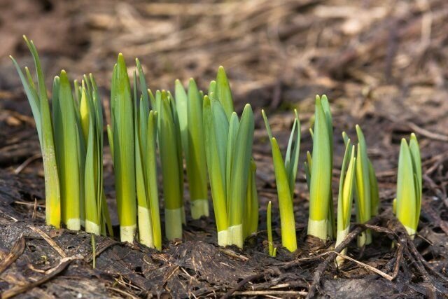 Výhonky narcisy už pripomína príjemnou vôňou, ktorý čoskoro poteší každého hosťa Spring Garden