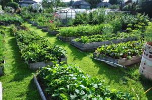 6 najväčších chýb, ktoré môžu byť povolené v záhrade a vy