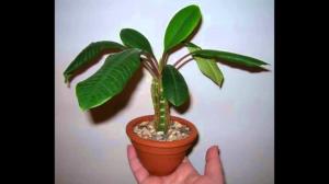 Indoor grow Euphorbia správne. jemnosti starostlivosť