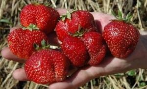 Ktoré odrody rastlín jahody do krmiva sladko bobule celé leto.