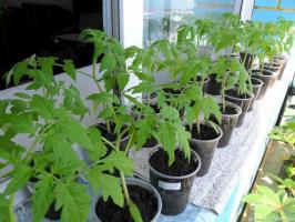 Kedy a ako správne pestovať paradajka sadenice