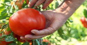Ako rastie chutné a sviežim paradajky, a to, čo určuje ich chuť a vôňu.