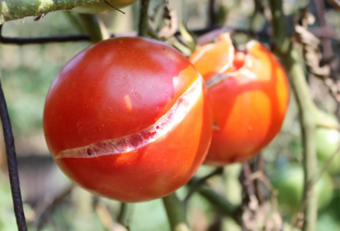 Popraskané paradajky: vizuálne. Foto pre ilustráciu poznámok urobených z Yandex. fotografie