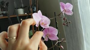 Ako opeľovať Phalaenopsis doma. odborné poradenstvo