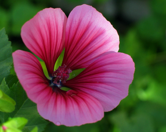 Malope