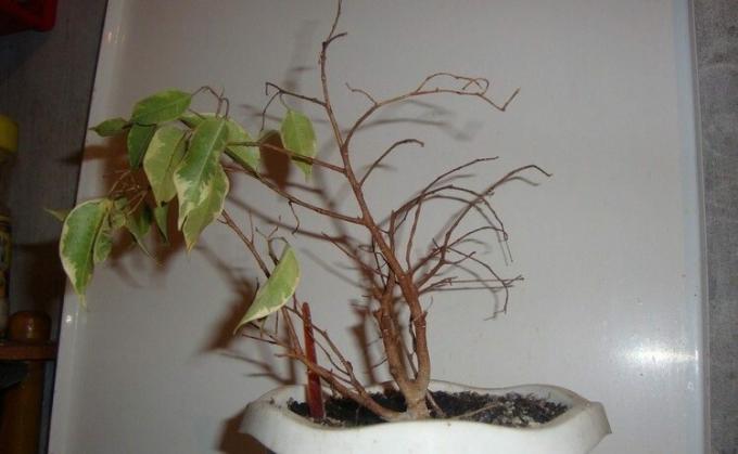 Ficus benjamina - známy fanúšik lístia v hostiteľských listoch. A môže priniesť na záchvaty hnevu! Foto: mir-ogorodnikov.ru