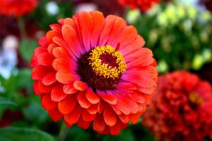 5 druhov krásnych kvetov, ktoré sú vysadené semienka priamo do záhrady.