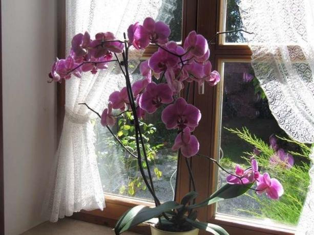 Hojné kvitnúce Phalaenopsis ( http://picdom.ru/i/1280x800/3/8/0b98d41a7.jpg)