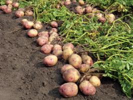 V boji o veľké a chutné zemiaky: starostlivosť a kŕmenie druhý v auguste