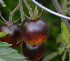 Zriedkavé paradajky. 6 najlepších stupňa